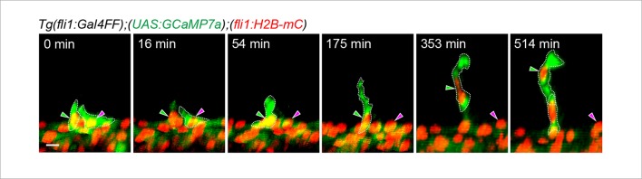 Figure 4—figure supplement 2.