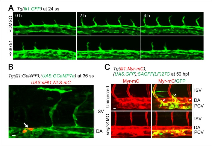 Figure 2—figure supplement 1.