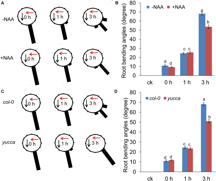 FIGURE 4