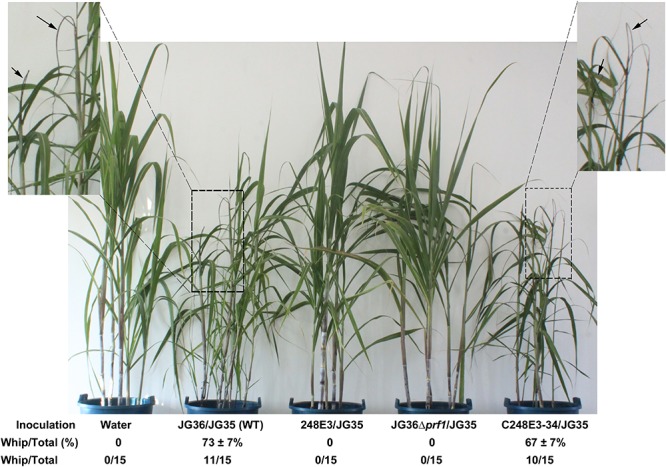 FIGURE 4