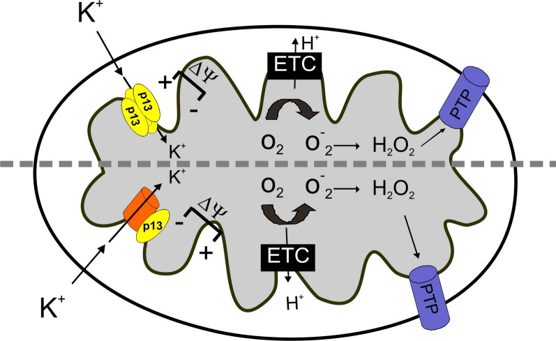 Fig. 2