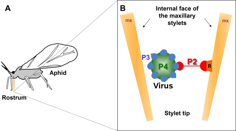 Fig 1