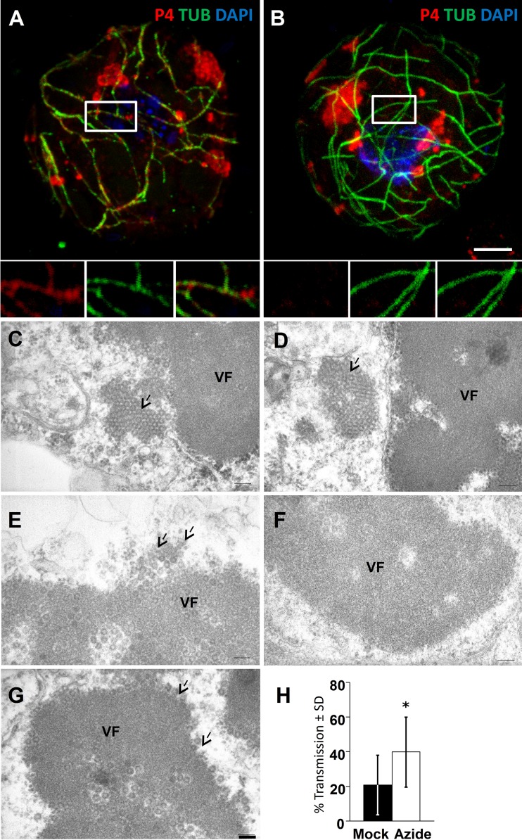 Fig 4