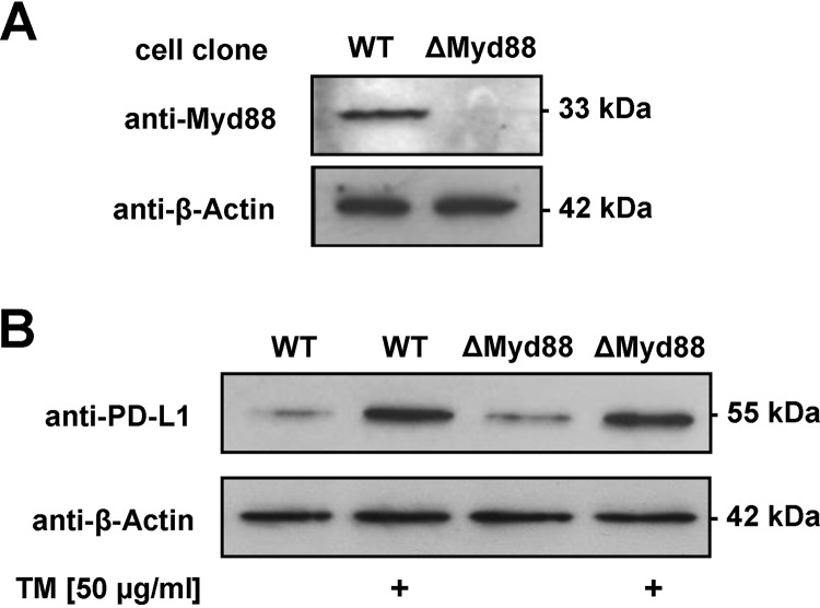 FIG 5