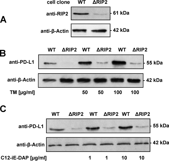 FIG 6