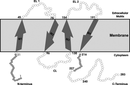 FIGURE 1.