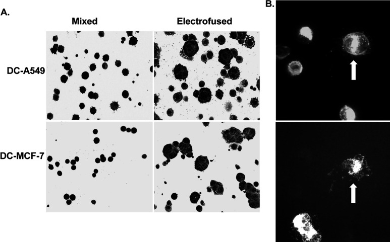 Fig. 2A, B