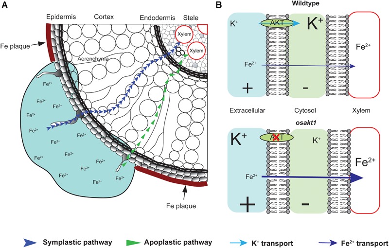 FIGURE 10