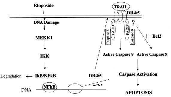 FIG. 8