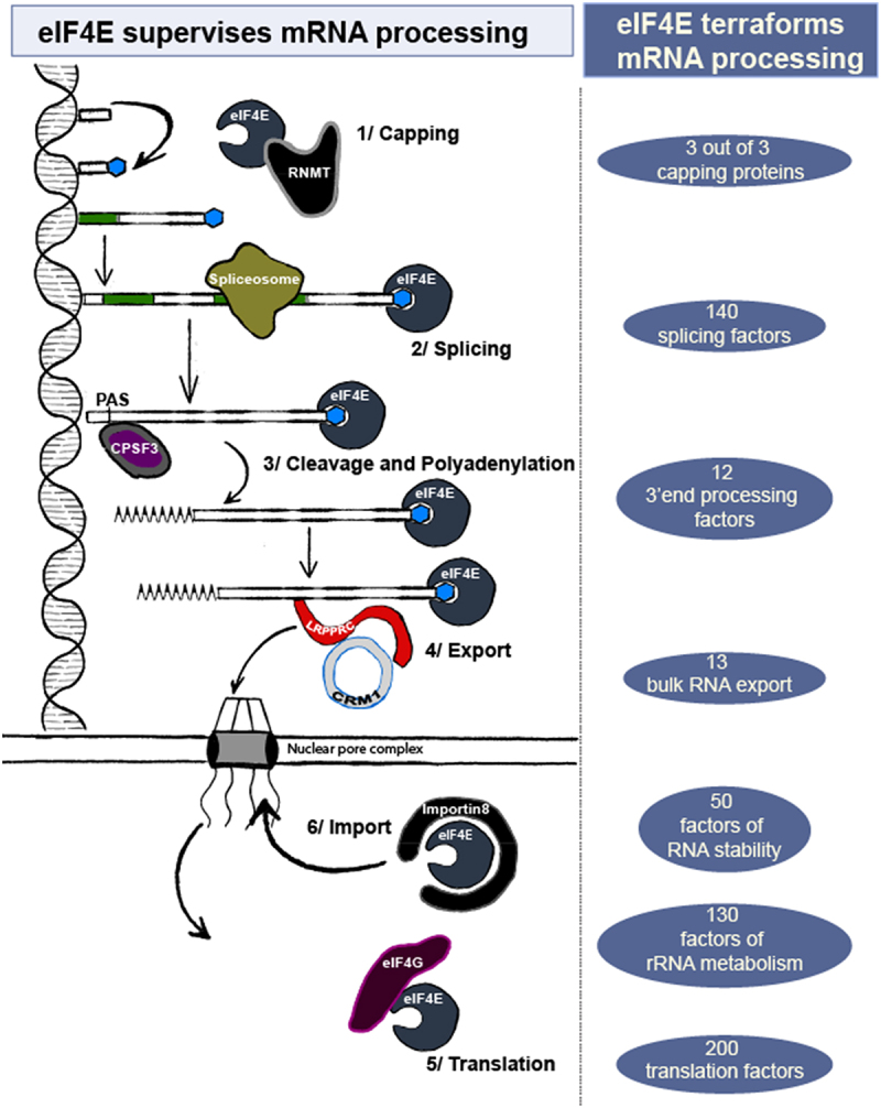 On the left, the major mRNA nuclear maturation steps are shown noting the involvement of eIF4E, as well as specific interacting partners discussed in the text. See the text for more details. On the right, the numbers of mRNAs coding for proteins involved in different mRNA processing steps that are targeted by eIF4E observed in nuclear, endogenous eIF4E-RIP-Seq and/or differentially spliced in AML patients based on eIF4E levels.