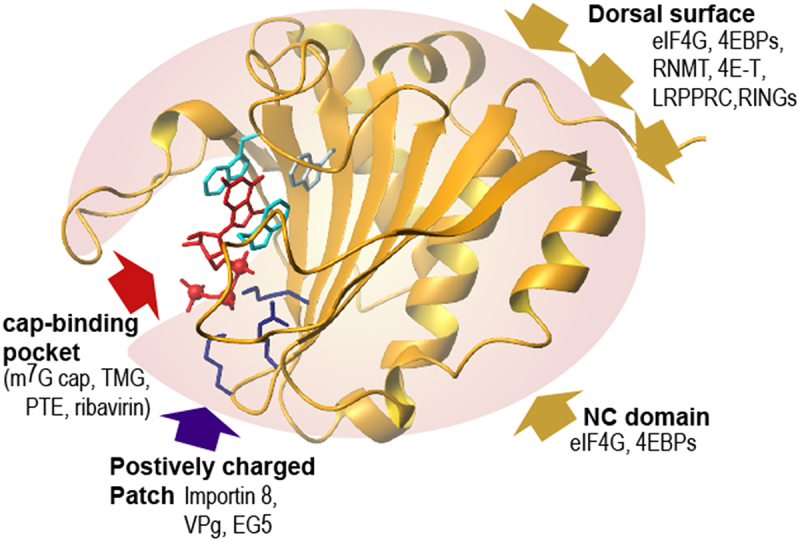 Structure of human eIF4E proteins binding the m7G cap with indication of the cap-binding site, the positively charged patch, and the dorsal surface. Selected interacting proteins are indicated for each of these domains.