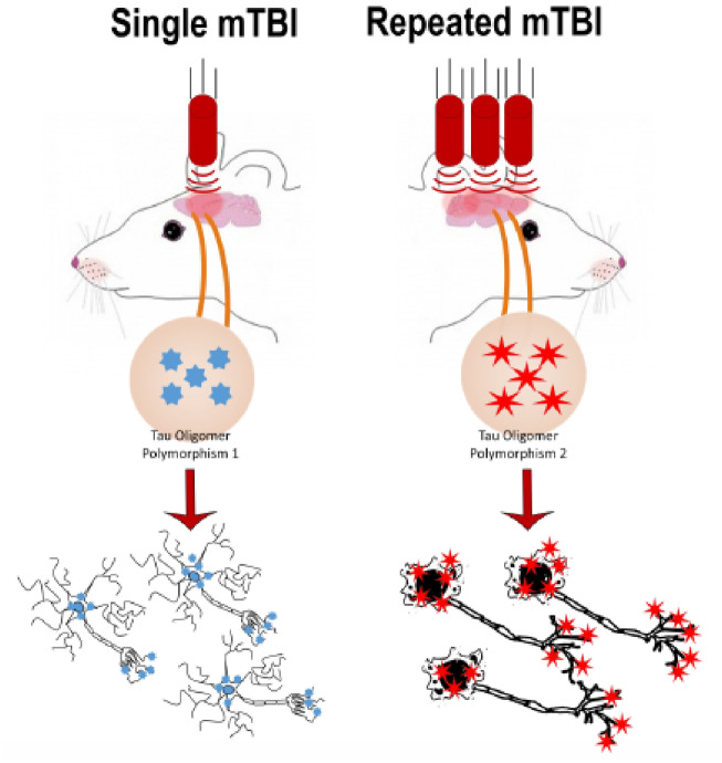 Graphical Abstract