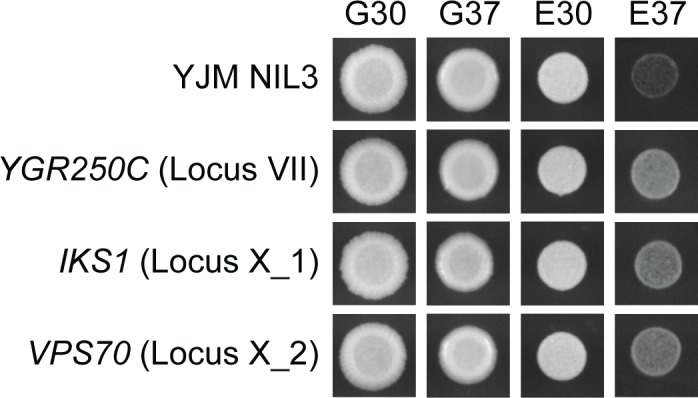 Fig 6