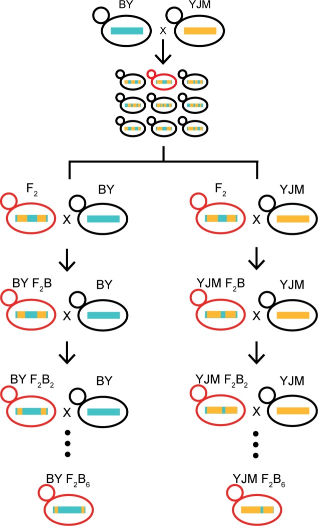 Fig 2