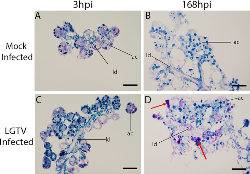 Fig 4