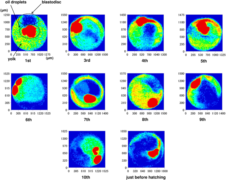 Figure 10