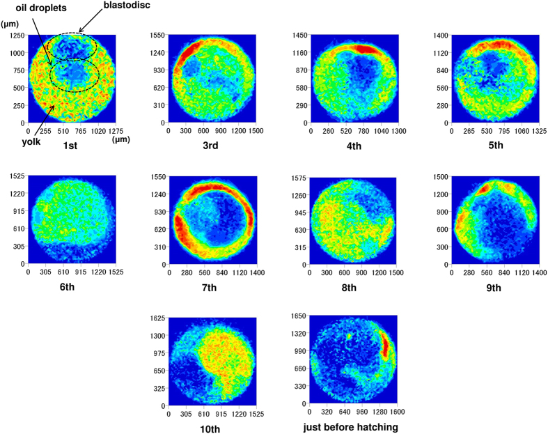 Figure 11