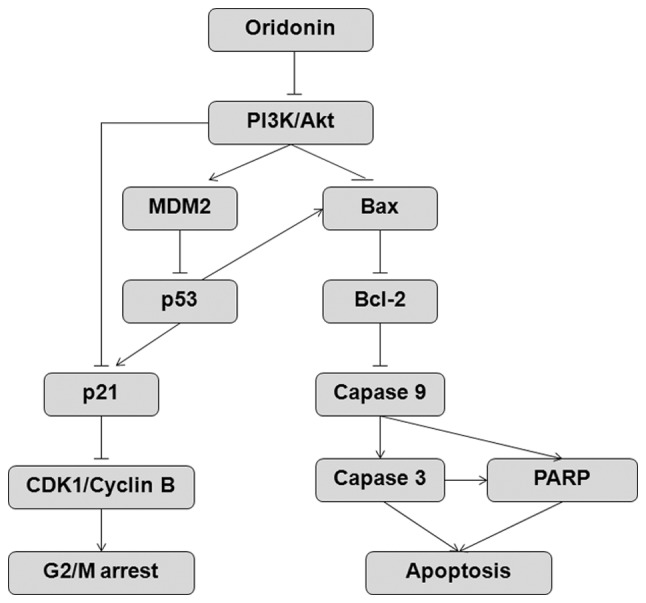 Figure 7.