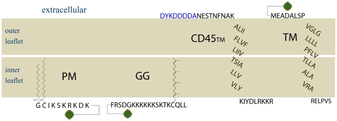 Figure 1—figure supplement 1.