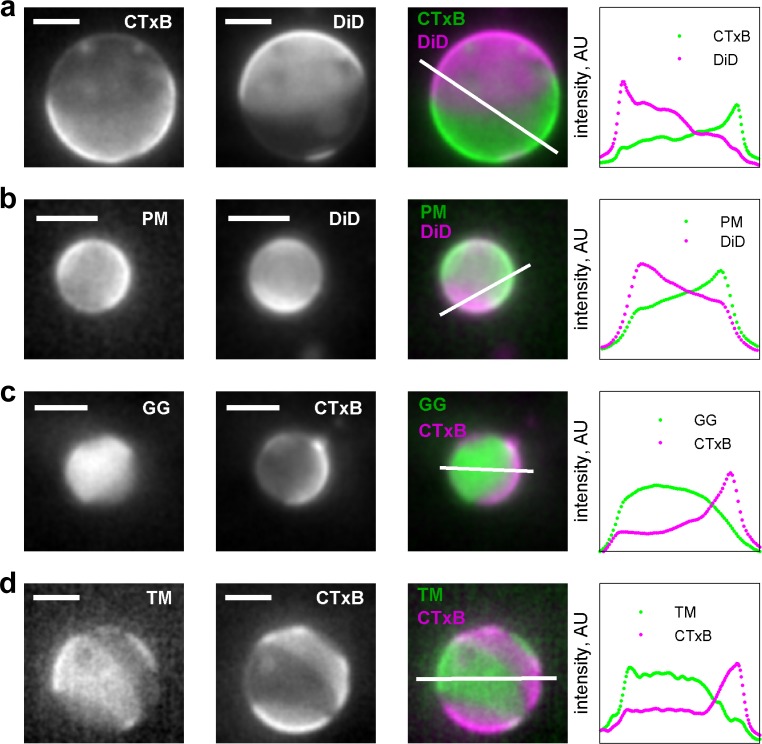 Figure 1—figure supplement 2.