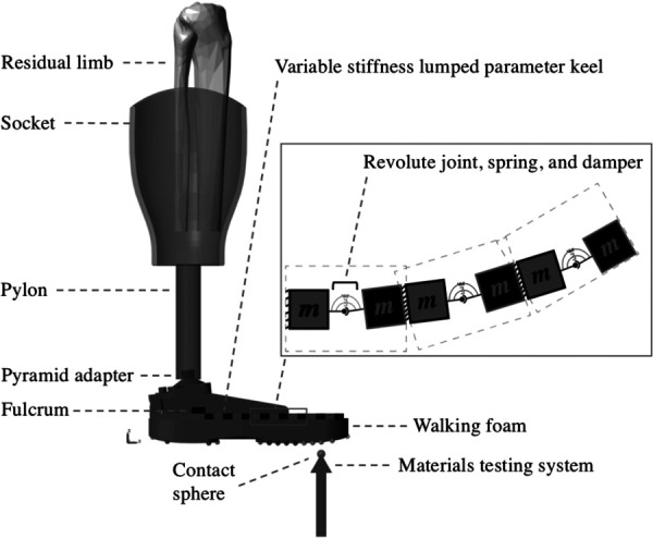 Modeled VSF, pylon, socket, and MTS. The MTS translates vertically, contacting the VSF 30 mm proximal to the end of the keel [10].