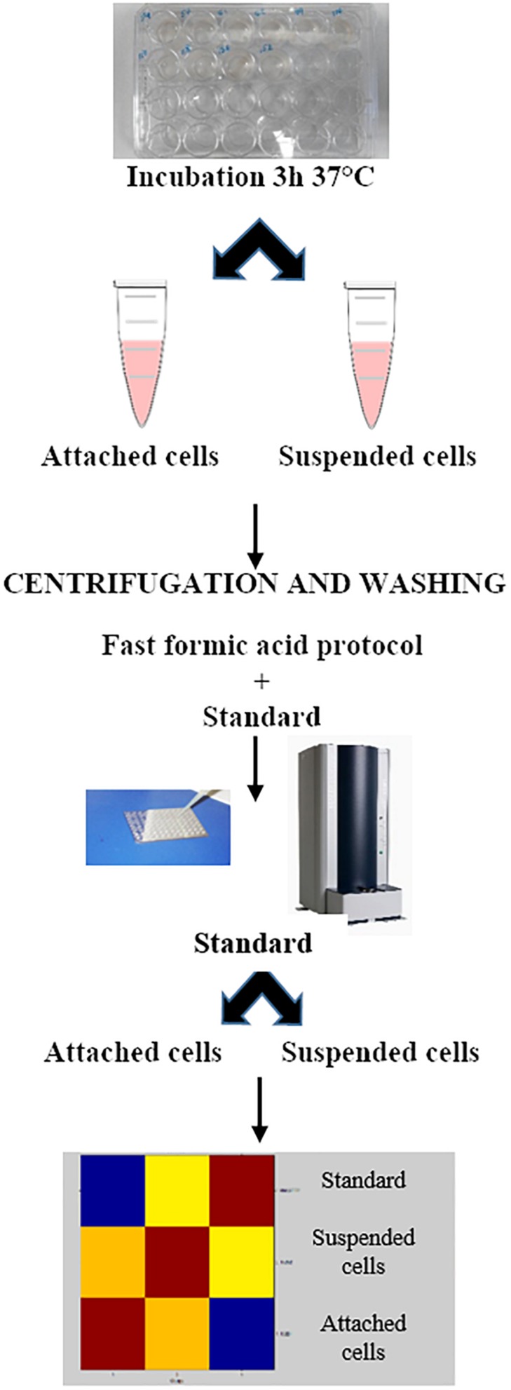 FIGURE 3