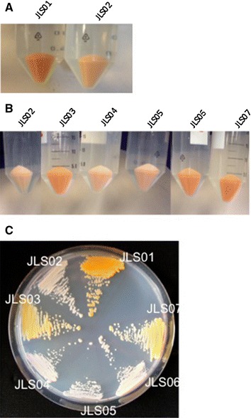 Figure 2