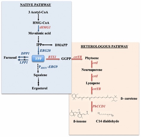 Figure 1