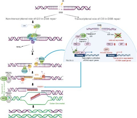 Graphical Abstract