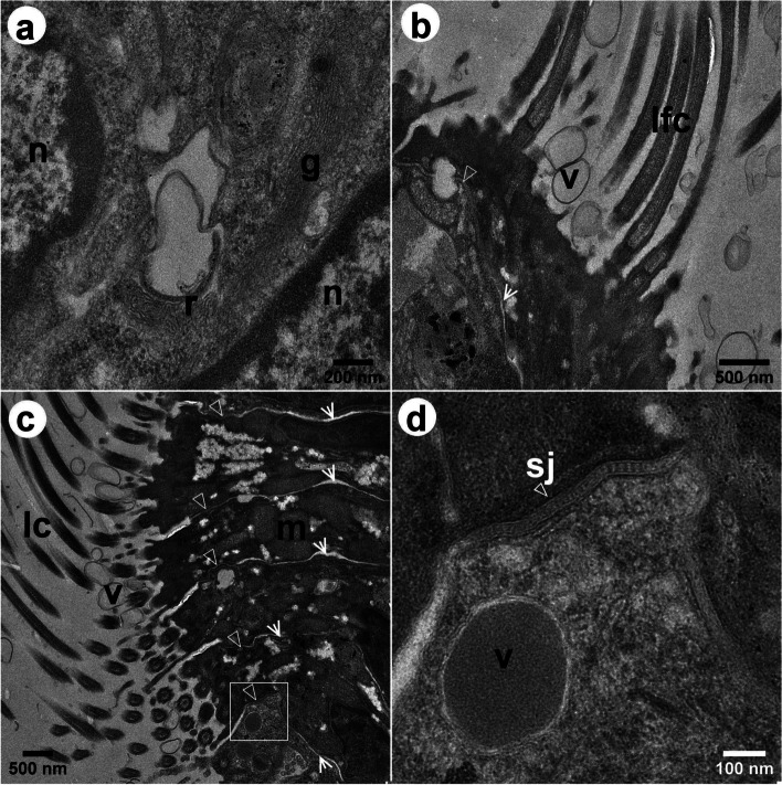 Fig. 7