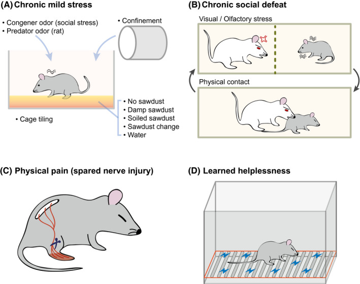 Animal models for the study of depressive disorder - PMC