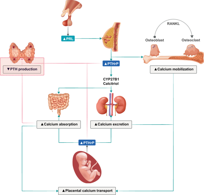 Figure 7