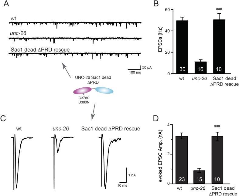 Figure 5—figure supplement 1.