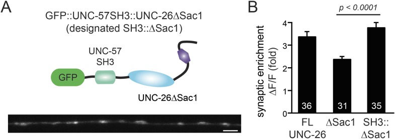 Figure 9—figure supplement 1.