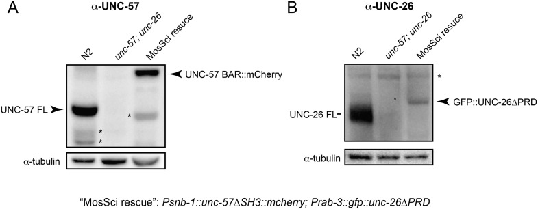 Figure 3—figure supplement 1.