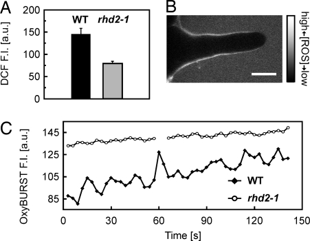 Fig. 7.