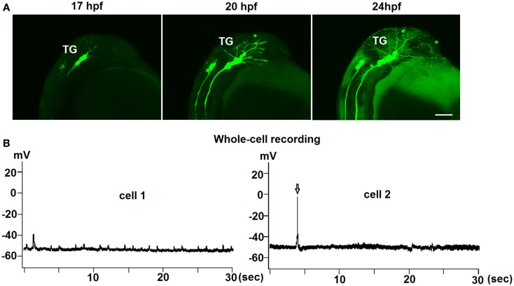 Figure 2