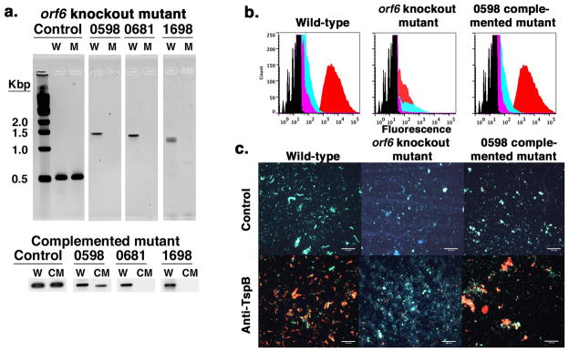 FIGURE 6