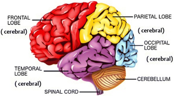 Fig. 1