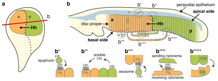 Figure 12.