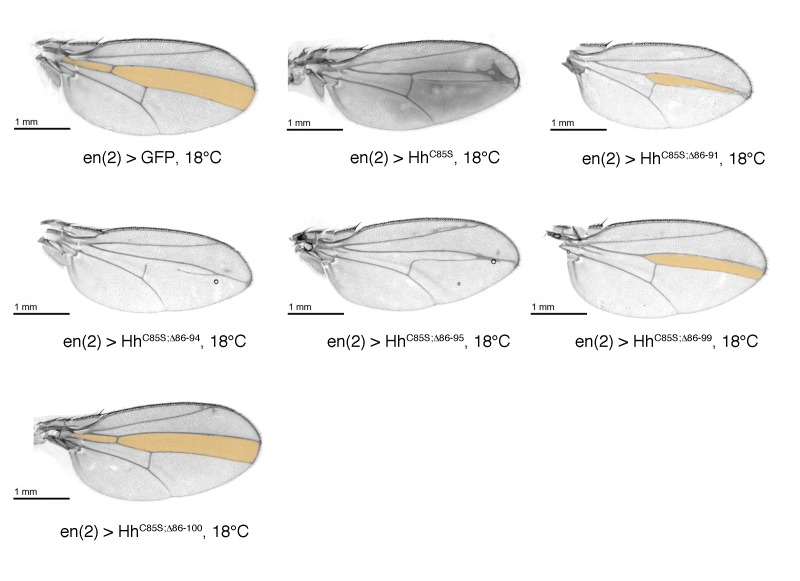 Figure 4—figure supplement 5.