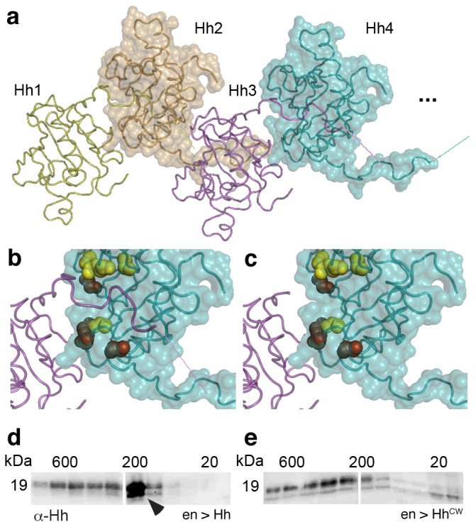 Figure 4—figure supplement 1.