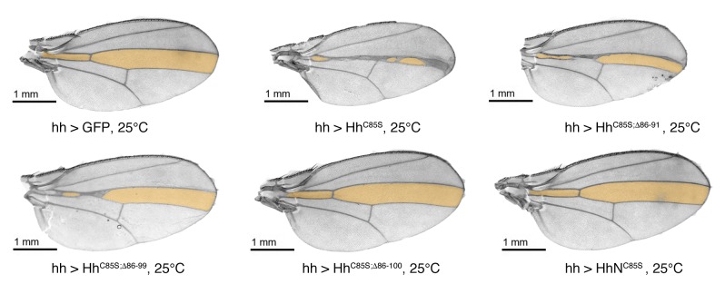 Figure 4—figure supplement 4.