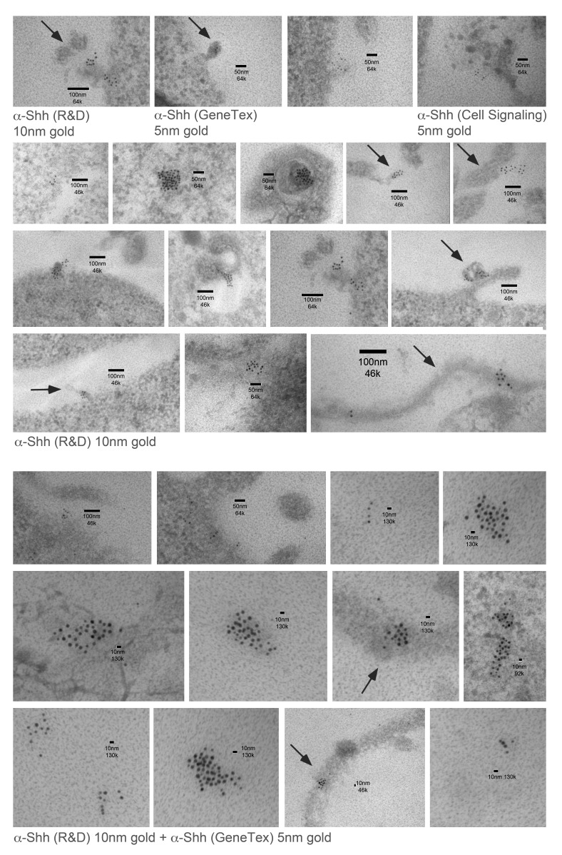 Figure 1—figure supplement 1.