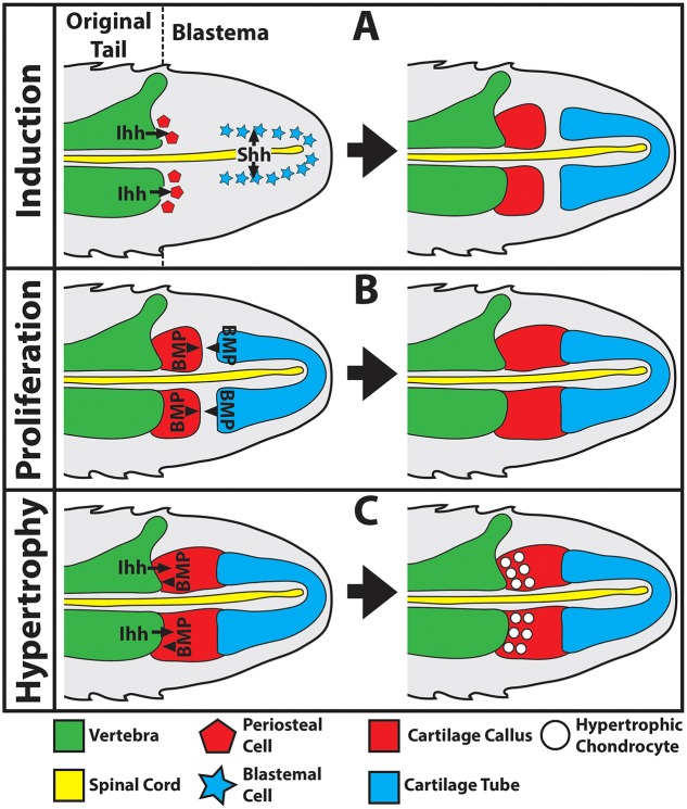 Fig. 8.