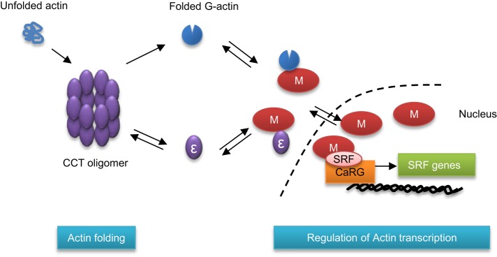 FIGURE 6: