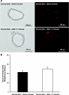 Fig. 8.