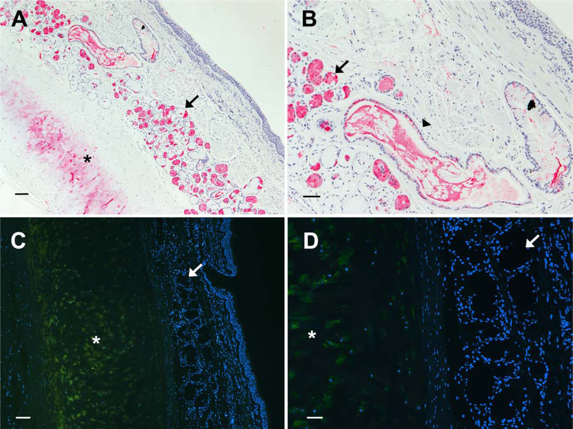 FIG 1.