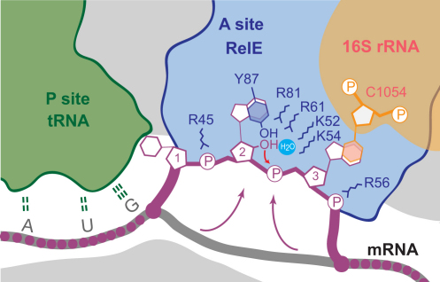 Figure 6