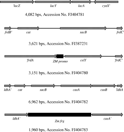 FIG. 1.